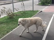 Imagem - Cadela emociona ao encontrar cobertor de tutora em parque; confira história