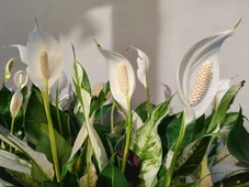 Imagem - Tem pouco tempo? Planta considerada 'imortal' dá flores o ano inteiro