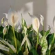 Imagem - Tem pouco tempo? Planta considerada 'imortal' dá flores o ano inteiro