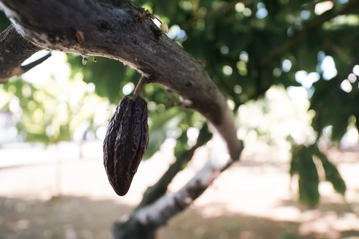 Cacau atingido pela vassoura-de-bruxa por Divulgação