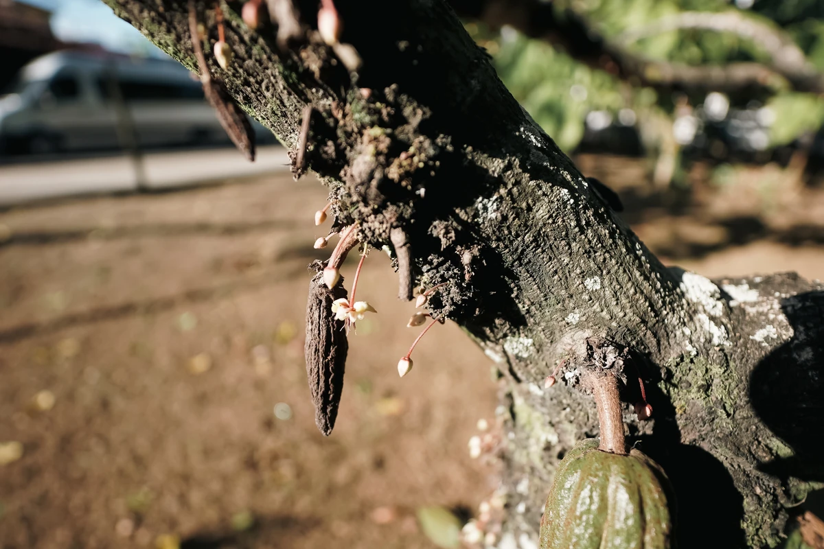 Cacau atingido pela vassoura-de-bruxa por Divulgação