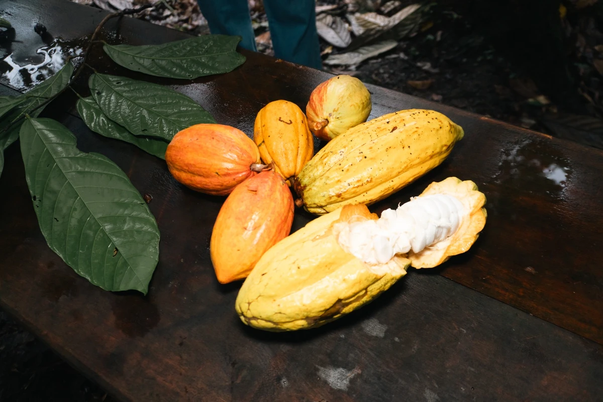 Em Ilhéus, turistas podem experimentar o cacau usado nos chocolates das marcas gourmet por Divulgação/Wellinson Tibúrcio