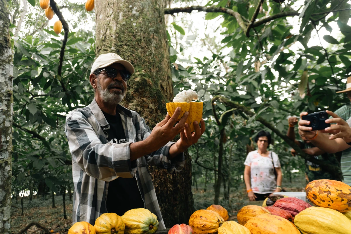 Em Ilhéus, turistas podem experimentar o cacau usado nos chocolates das marcas gourmet por Divulgação/Wellinson Tibúrcio
