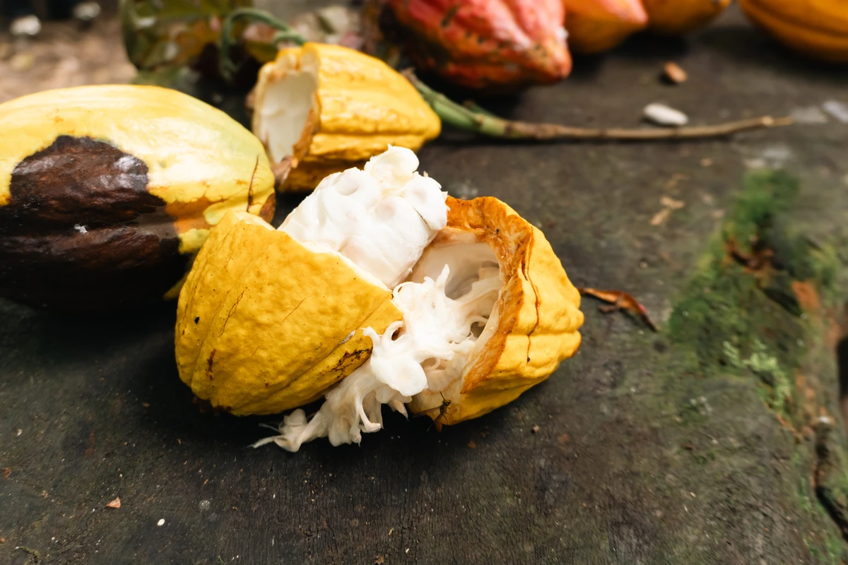 Em Ilhéus, turistas podem experimentar o cacau usado nos chocolates das marcas gourmet por Divulgação/Wellinson Tibúrcio