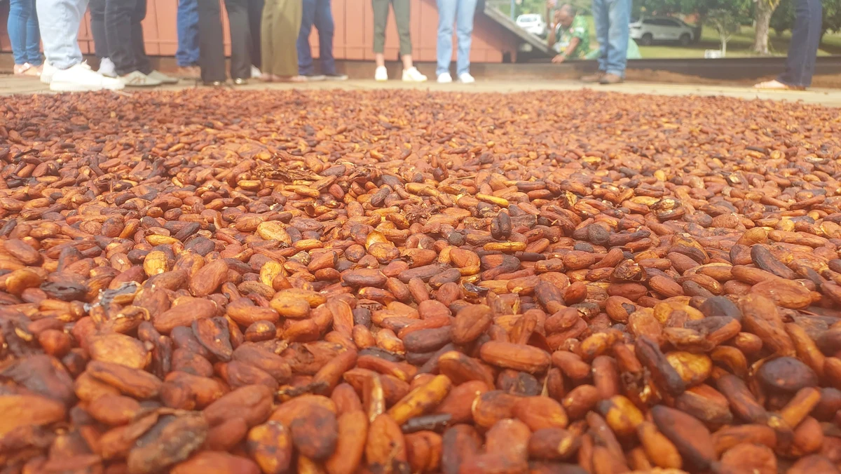 Na rota do chocolate, o turista pode conhecer todo o caminho do cacau à barra por Alan Pinheiro/Arquivo Pessoal