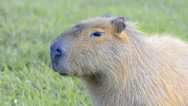 Planejamento urbano sustentável que integra proteção da fauna e segurança humana