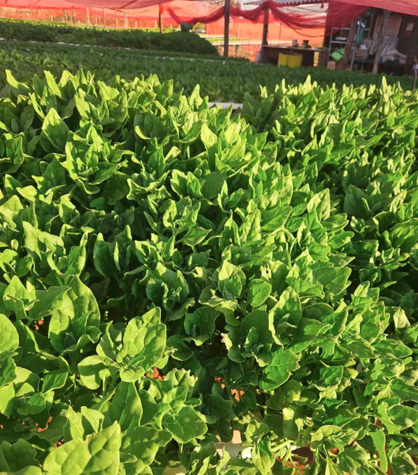 Veja alimentos que fazem bem a visão por Reprodução | Instagram