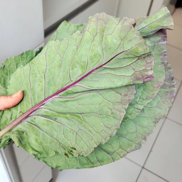 Veja alimentos que fazem bem a visão por Reprodução | Instagram