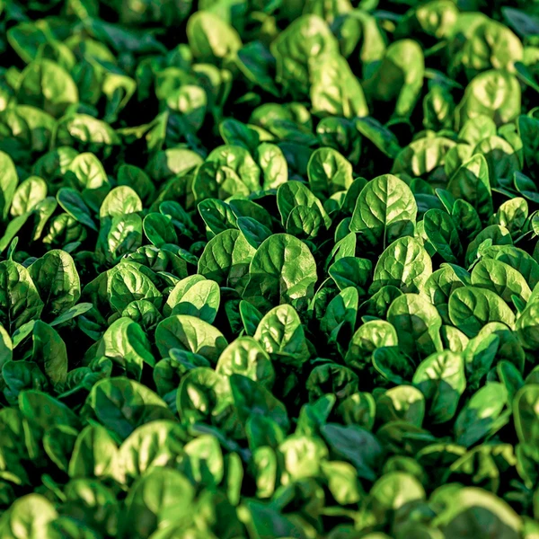 Veja alimentos que fazem bem a visão por Reprodução | Instagram