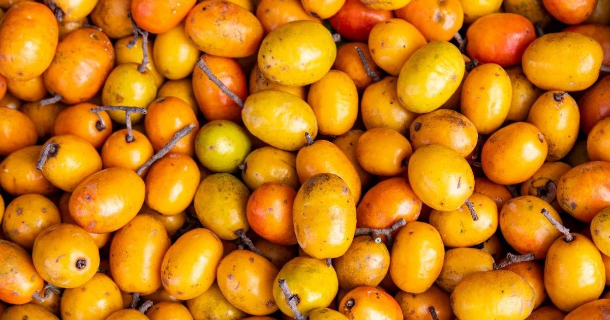 Imagem - Paixão dos baianos, fruta é fácil de cultivar em casa e dá frutos o ano inteiro