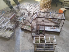 Imagem - Mais de 30 aves silvestres são apreendidas em Dias d’Ávila