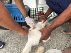 Imagem - Feira de Santana promove mutirão de vacinação contra raiva em seis bairros no final de semana