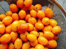 Imagem - É louco por seriguela? Veja como cultivar a fruta em casa e garantir colheita o ano inteiro