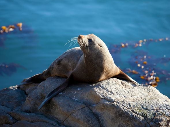 Imagem - Gosta de focas? Veja 8 curiosidades interessantes sobre o animal