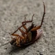 Imagem - Baratas podem transmitir até 7 doenças graves; saiba