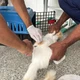 Imagem - Feira de Santana promove mutirão de vacinação contra raiva em seis bairros no final de semana