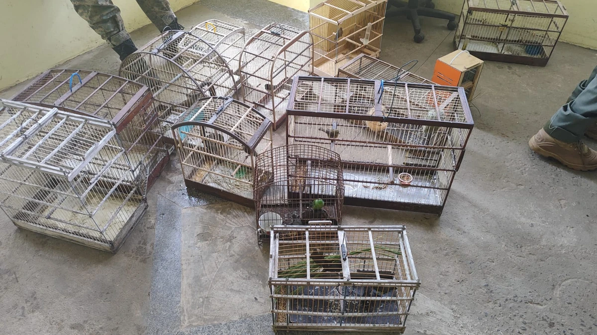 Animais foram apreendidos na feira livre do município