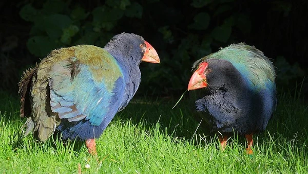 Essas aves não voam, mas correm bastante