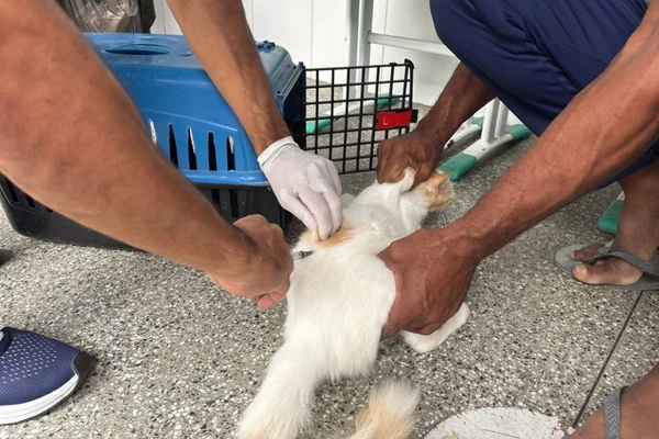 Prefeitura de Feira promove vacinação contra a raiva em seis bairros