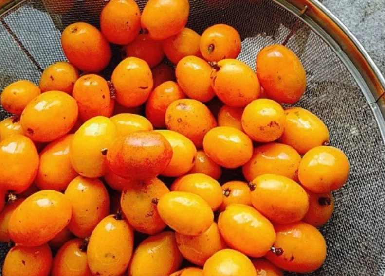 Seriguela por Reprodução