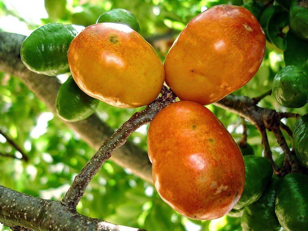 Seriguela por Reprodução