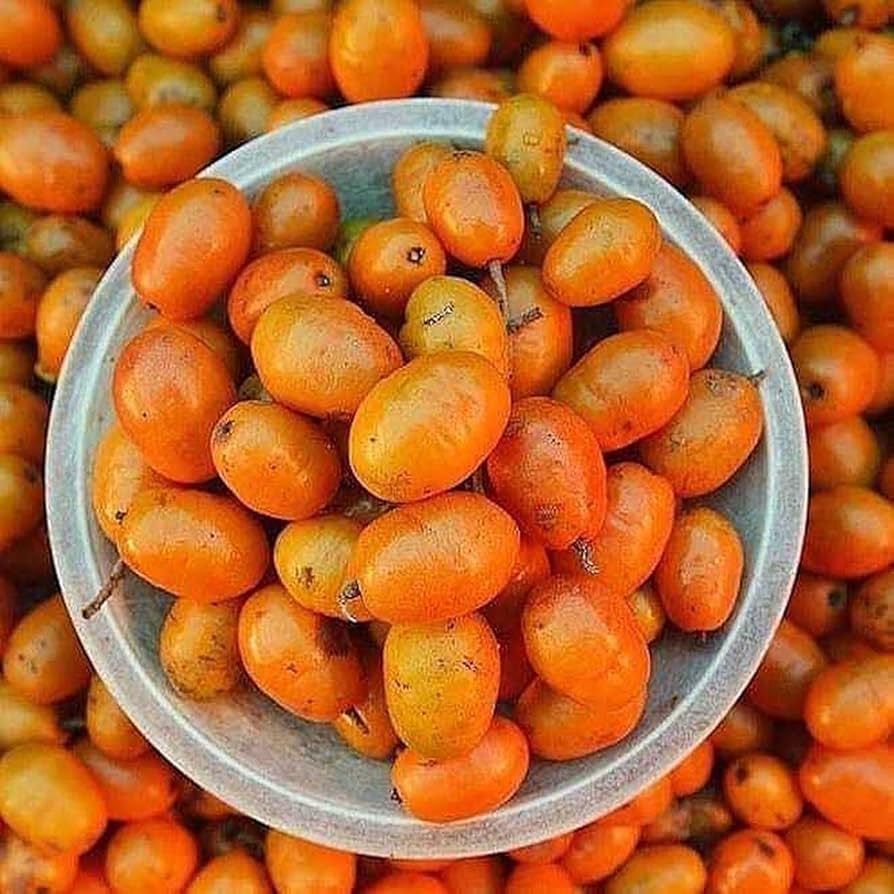 Seriguela por Reprodução