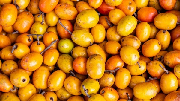 Siriguela