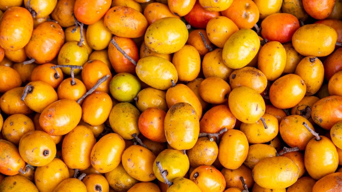 Seriguela por Reprodução