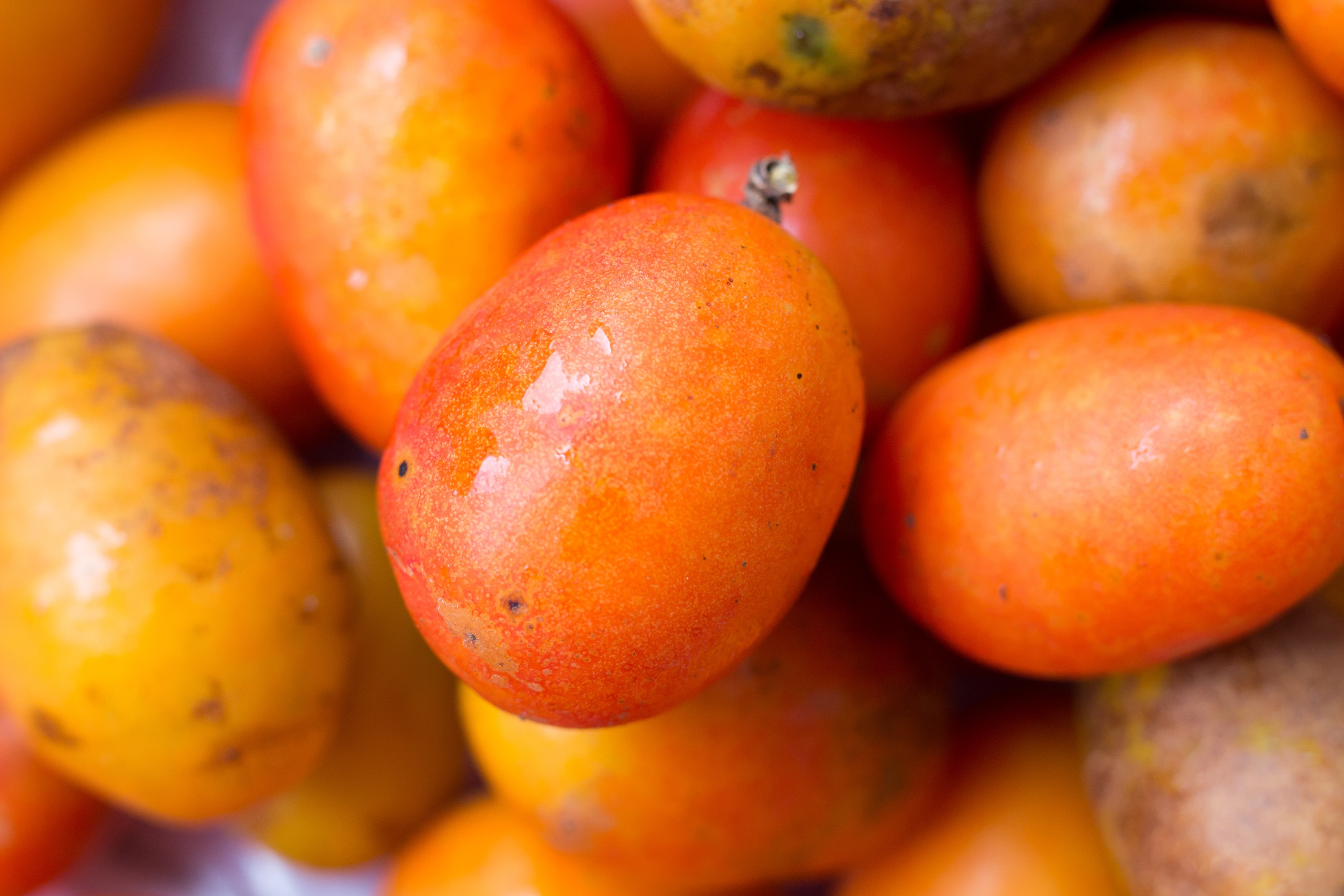 Seriguela por Reprodução