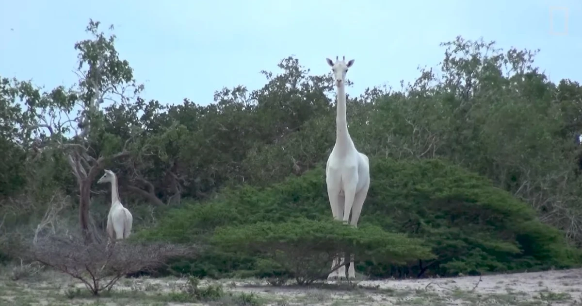Imagem - Única girafa branca do planeta é acompanhada por GPS em tempo integral