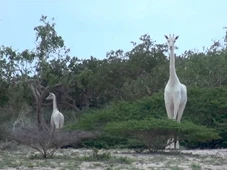 Imagem - Única girafa branca do planeta é acompanhada por GPS em tempo integral