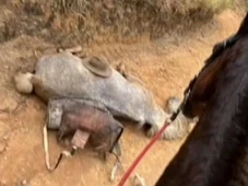 Imagem - Cavalo morre após cansar e ter as patas cortadas pelo dono: 'Se tem coração, melhor não olhar'
