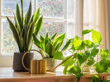 Imagem - Descubra as plantas que podem bloquear sua vida amorosa, segundo o Feng Shui