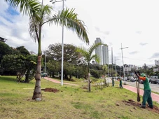 Imagem - Salvador amplia arborização ao longo do BRT com novo plantio na Juracy Magalhães