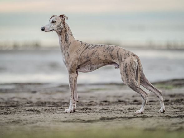 Imagem - 4 características do cachorro da raça whippet