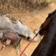 Imagem - Cavalo morre após cansar e ter as patas cortadas pelo dono: 'Se tem coração, melhor não olhar'