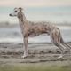 Imagem - 4 características do cachorro da raça whippet