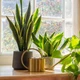 Imagem - Descubra as plantas que podem bloquear sua vida amorosa, segundo o Feng Shui