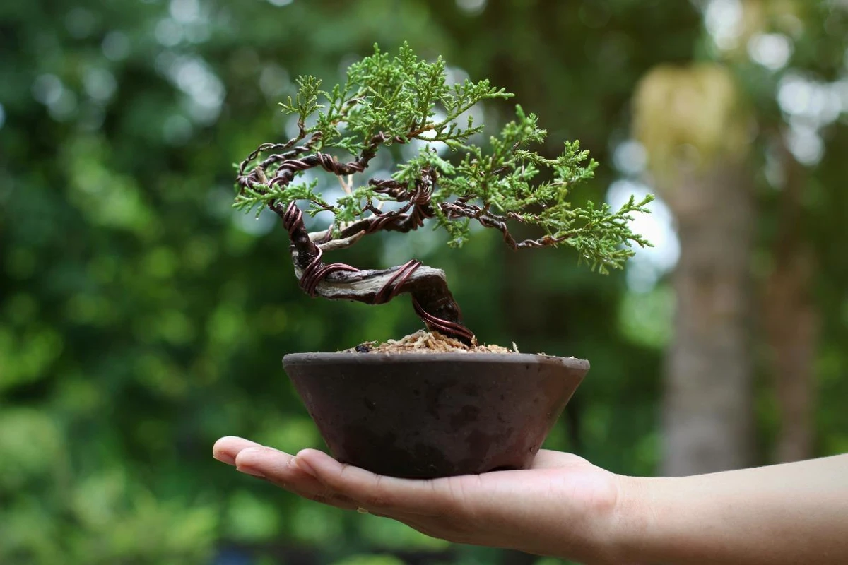 Bonsai por Reprodução