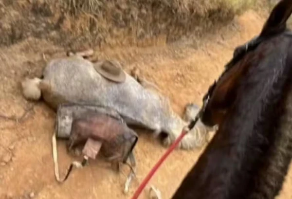 Cavalo morto em Bananal
