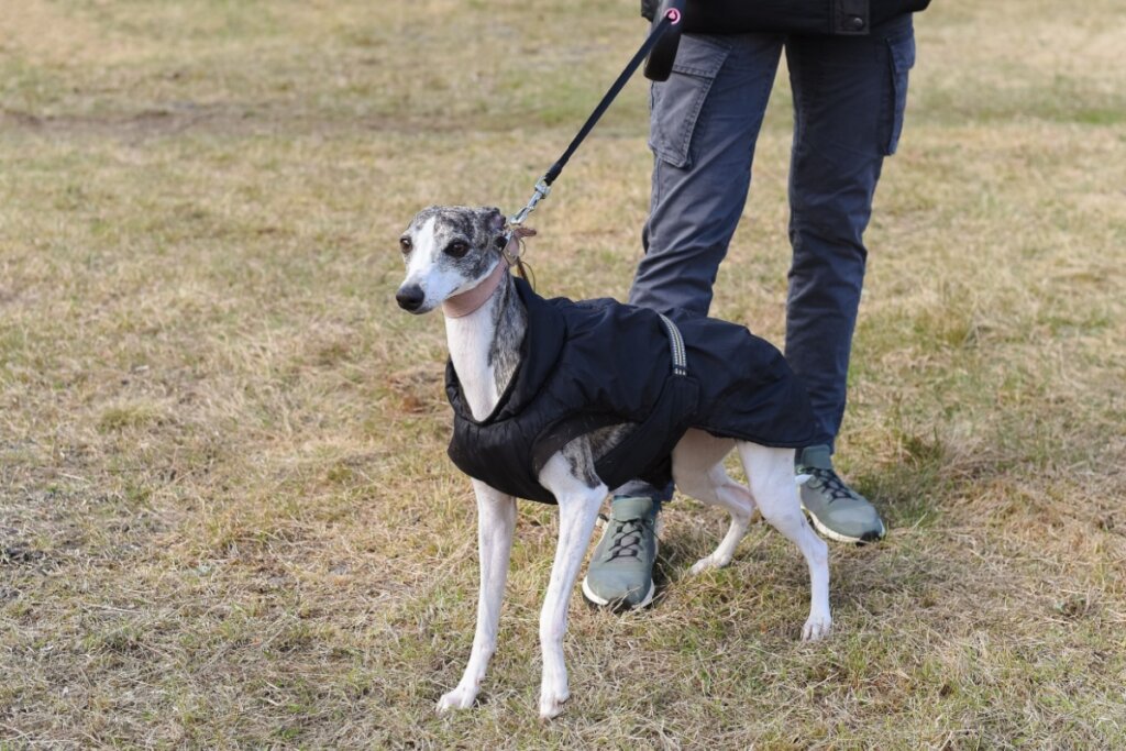 Como tem pelagem curta e fina, o cachorro whippet precisa de proteção extra em dias gelados (Imagem: Blossoms | Shutterstock)