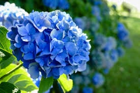 Hortênsia por Reprodução