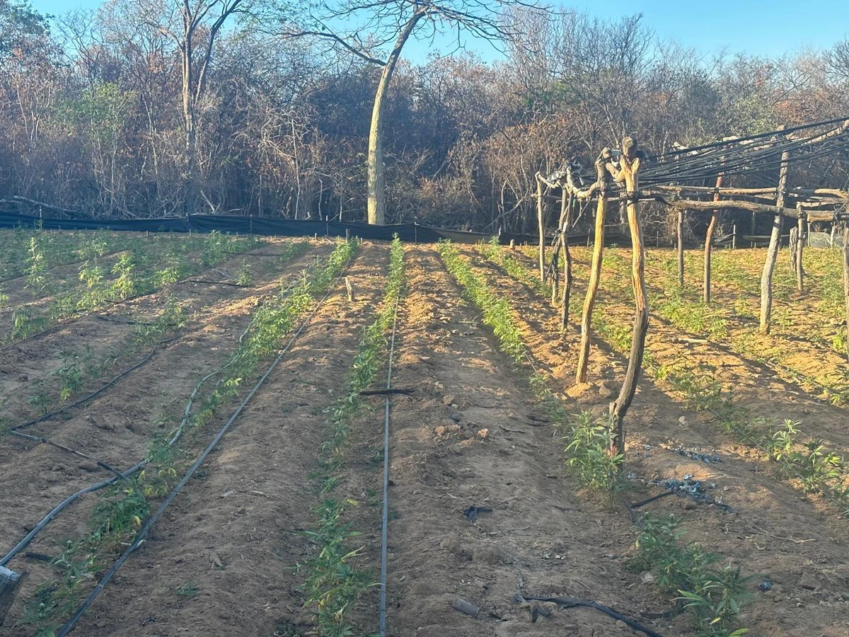 Operação descobriu roça de maconha que usava sistema solar por Divulgação/SSP