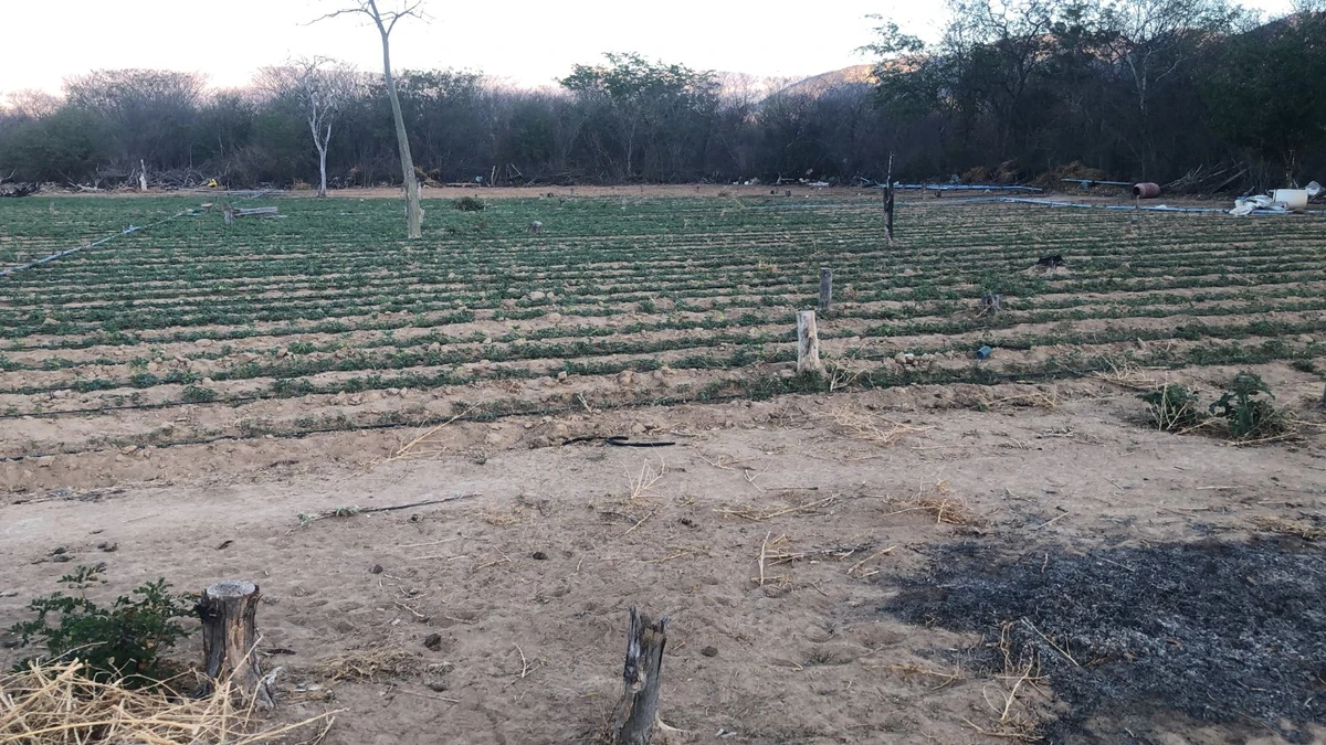 Operação descobriu roça de maconha que usava sistema solar por Divulgação/SSP