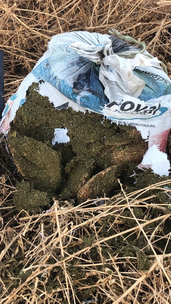 Operação descobriu roça de maconha que usava sistema solar por Divulgação/SSP
