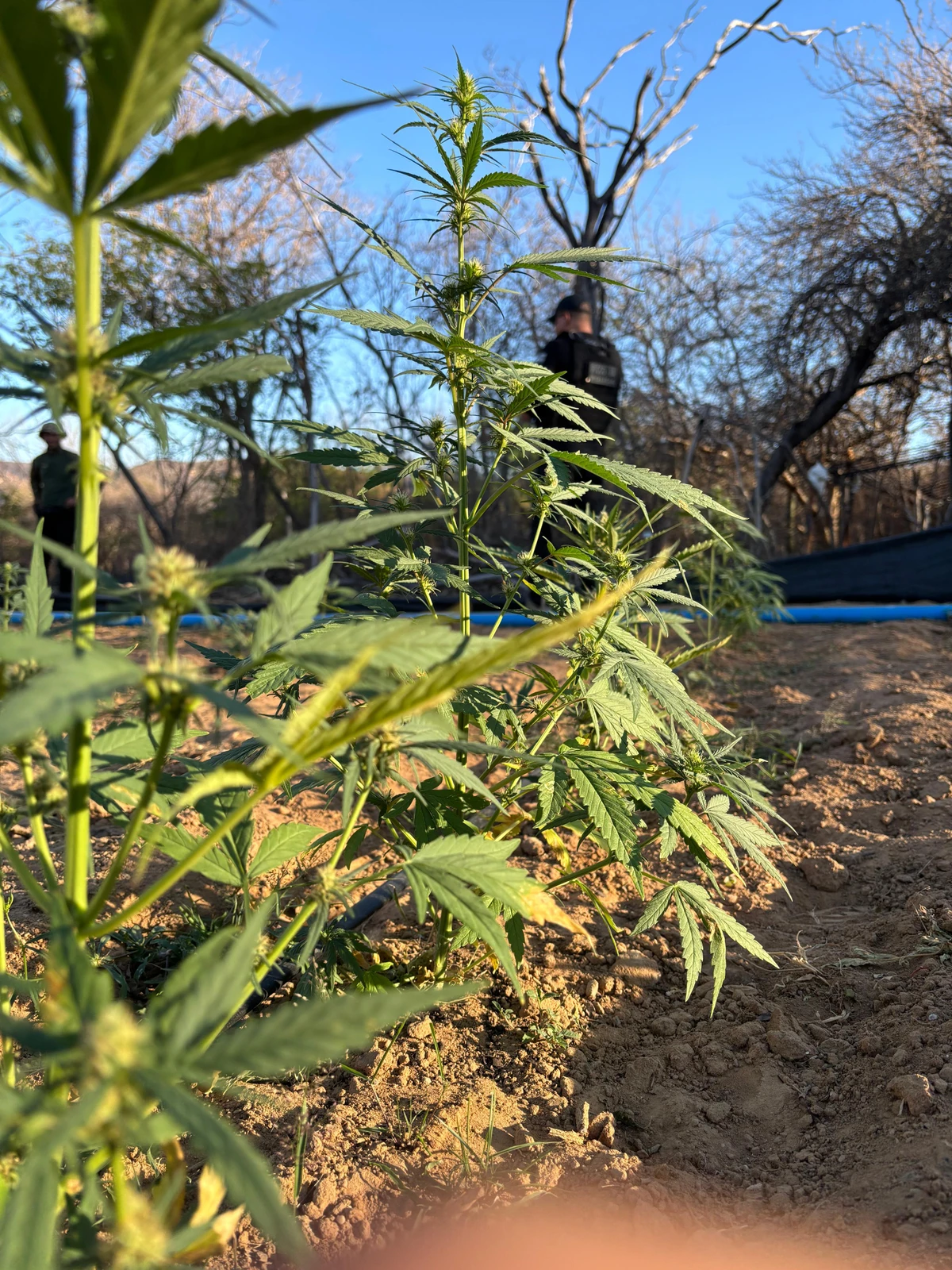 Operação descobriu roça de maconha que usava sistema solar por Divulgação/SSP