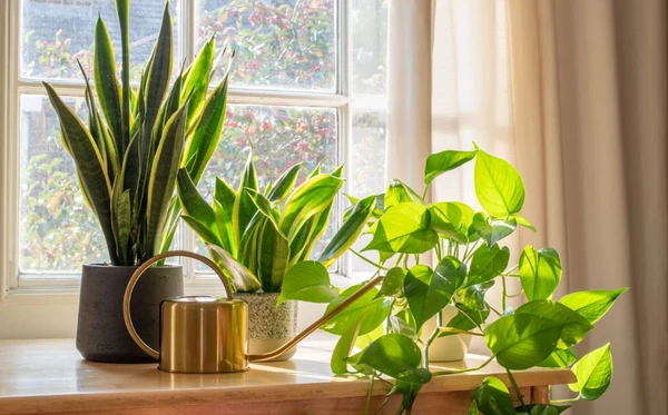 Plantas