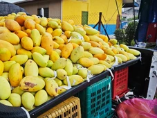 Imagem - Safra da manga à beira do colapso: incerteza domina produtores no Vale do São Francisco