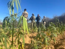 Imagem - Polícia incinera mais de 25 mil pés de maconha em plantação com placas solares na Bahia