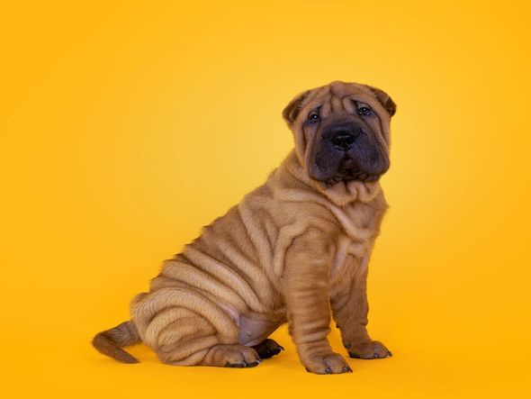 Imagem - Saiba quais 8 raças de cachorro têm a pele enrugada